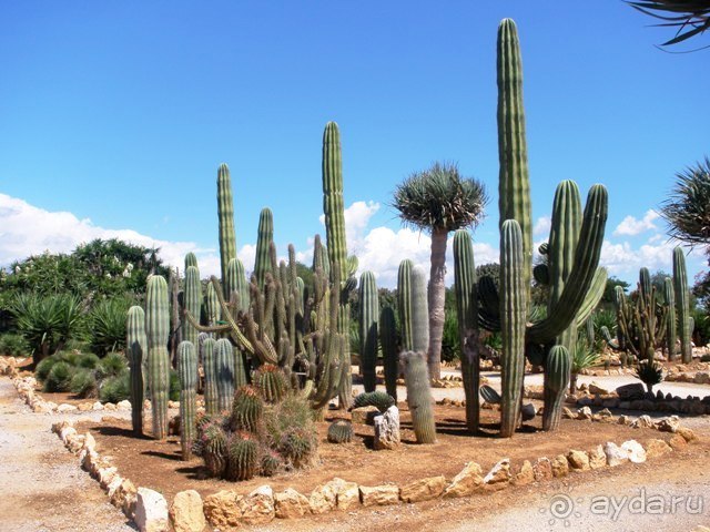 Снова в Испанию, или прогулки по Майорке. День 4.