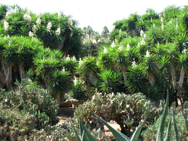 Снова в Испанию, или прогулки по Майорке. День 4.