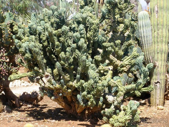 Снова в Испанию, или прогулки по Майорке. День 4.