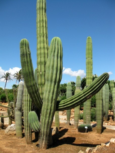 Снова в Испанию, или прогулки по Майорке. День 4.