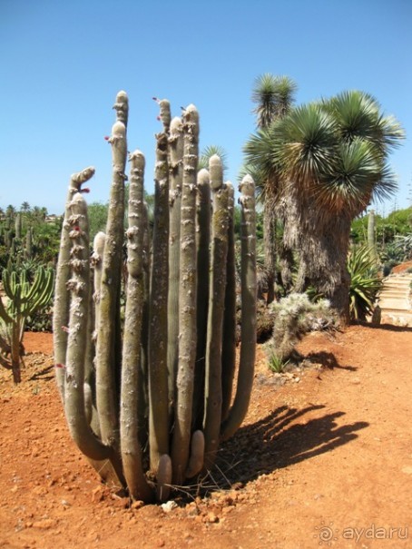 Снова в Испанию, или прогулки по Майорке. День 4.