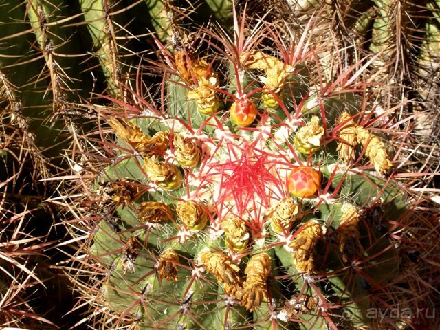 Снова в Испанию, или прогулки по Майорке. День 4.