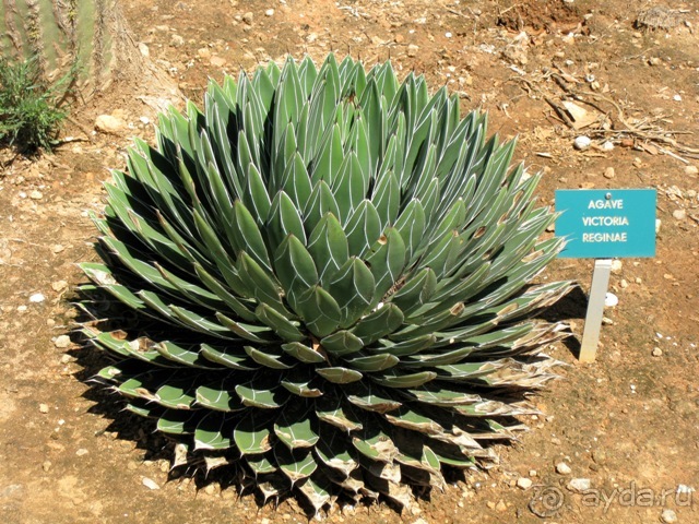 Снова в Испанию, или прогулки по Майорке. День 4.