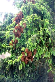 Наш "путь Сантьяго" (от Мадрида до Компостелы). АСТОРГА.