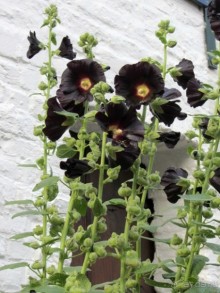 Бельгийские бродилки, пыхтелки и вопилки (с заездом в Маастрихт). Часть 12