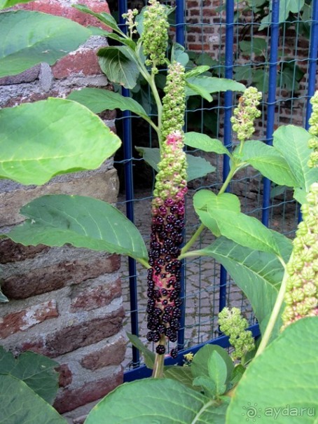 Бельгийские бродилки, пыхтелки и вопилки (с заездом в Маастрихт). Часть 12