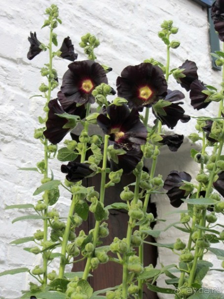 Бельгийские бродилки, пыхтелки и вопилки (с заездом в Маастрихт). Часть 12