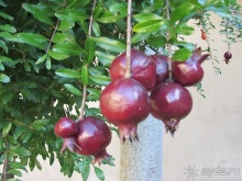 Эмилия-Романья вдоль и немного поперёк (Болонья и окрестности). Часть 4