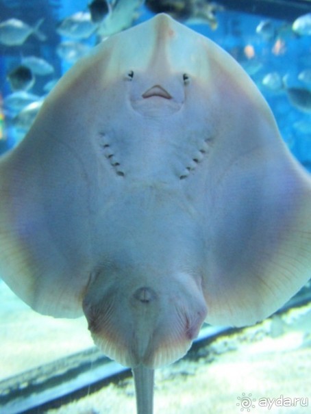 Тайны Барселоны, или была ли жизнь до Гауди ? Часть 4