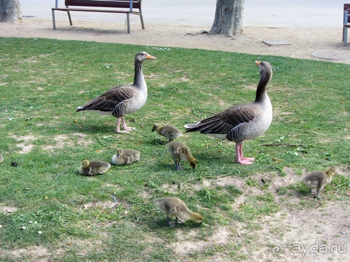 Тайны Барселоны, или была ли жизнь до Гауди ? Часть 4