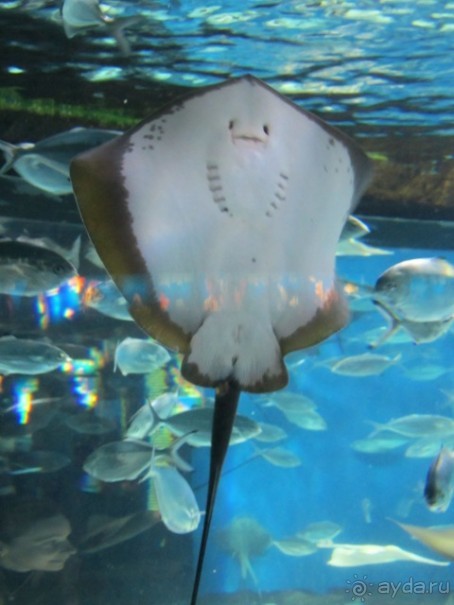 Тайны Барселоны, или была ли жизнь до Гауди ? Часть 4