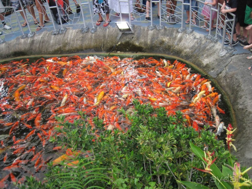 Страна кокосовых фрешей и сладких морепродуктов