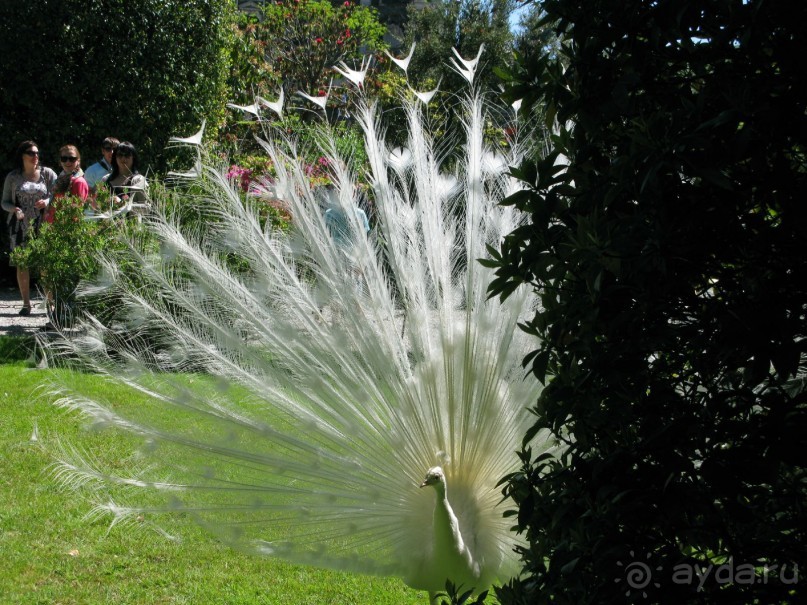 На экскурсии на озеро Маджоре, которая входит в программу итальянского языка и культуры в Милане от Studio Sannino, вы посетите очаровательный прибрежный городок Стреза и отправитесь на прогулку на моторной лодке к островам Пескатори и Белла. На острове Белла, который по праву носит название "Красивого" острова (в переводе с ит.) вы увидите великолепный и уникальный по архитектурным решениям дворец Борромео с уникальным парком, а также увидительных белых павлинов, которые свободно разгуливают по всех территории парка. 
Подробнее: http://www.studiosannino.it/component/content/article/182-corso-di-italiano.html