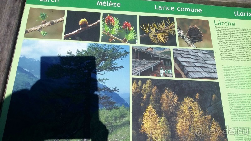 Лучше гор могут быть только горы,или альпийский автопробег.