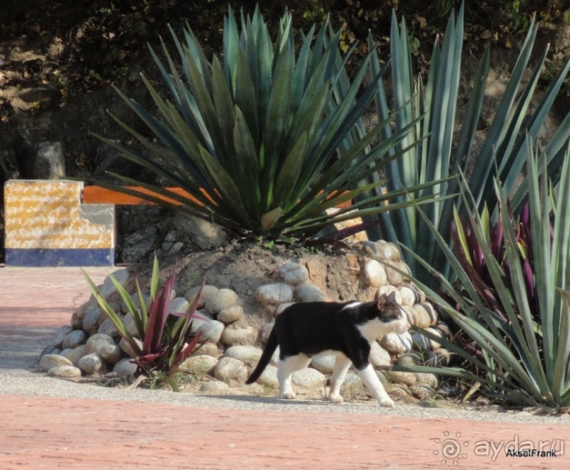 Мексика, на пляже в Huatulco