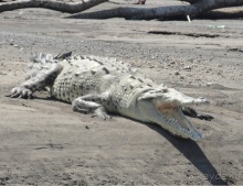 В Коста-Рику, на зверушек посмотреть