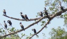 В Коста-Рику, на зверушек посмотреть