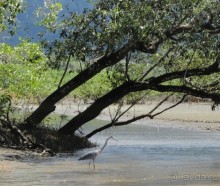 В Коста-Рику, на зверушек посмотреть