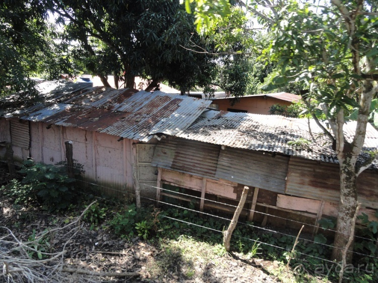 В Коста-Рику, на зверушек посмотреть