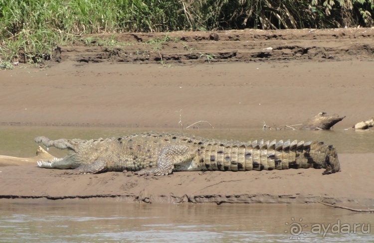 В Коста-Рику, на зверушек посмотреть