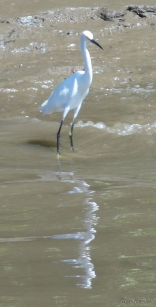 В Коста-Рику, на зверушек посмотреть