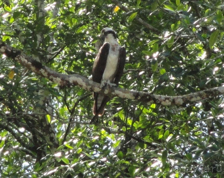 В Коста-Рику, на зверушек посмотреть