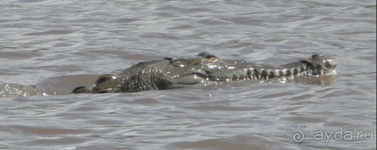 В Коста-Рику, на зверушек посмотреть