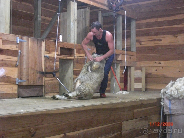 Люди и звери