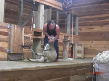 Люди и звери