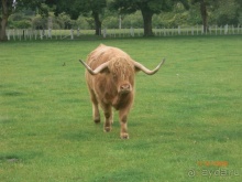 Люди и звери