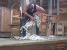 Люди и звери