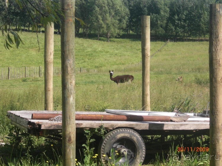 Люди и звери