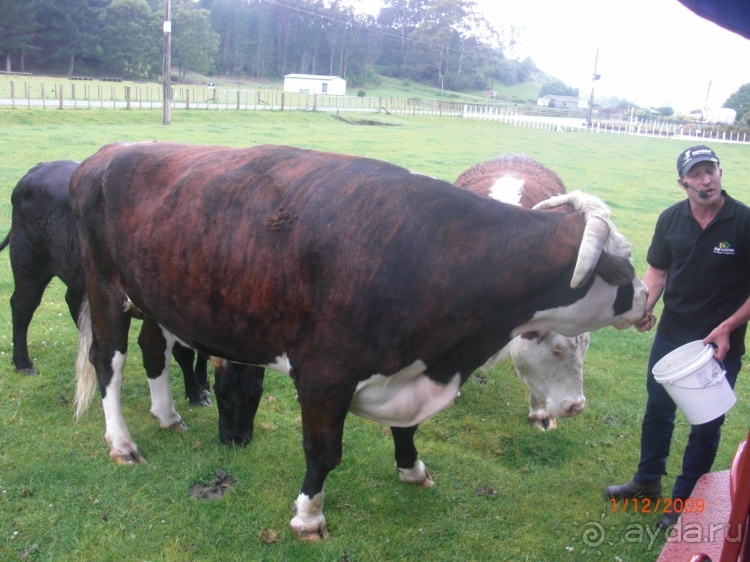 Люди и звери