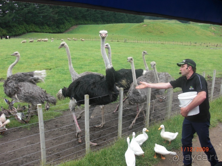 Люди и звери