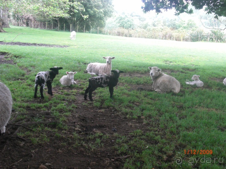 Люди и звери