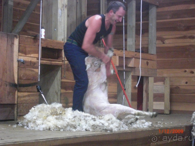 Люди и звери