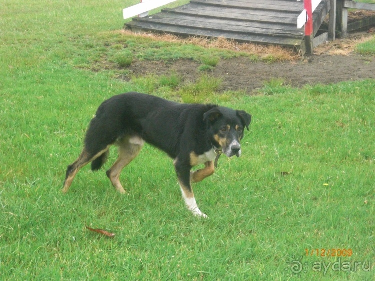 Люди и звери