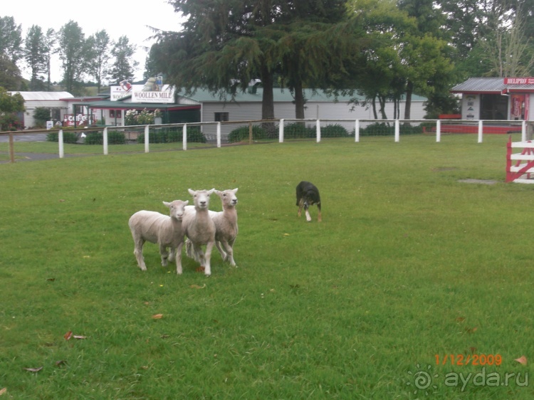 Люди и звери