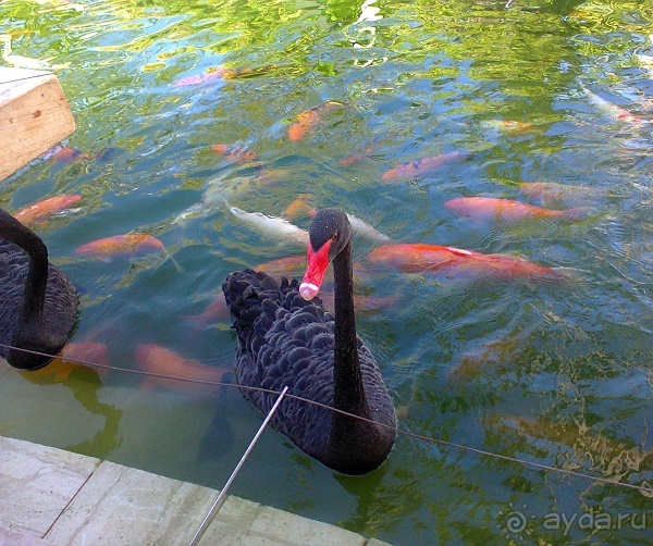 Один счастливый остров.