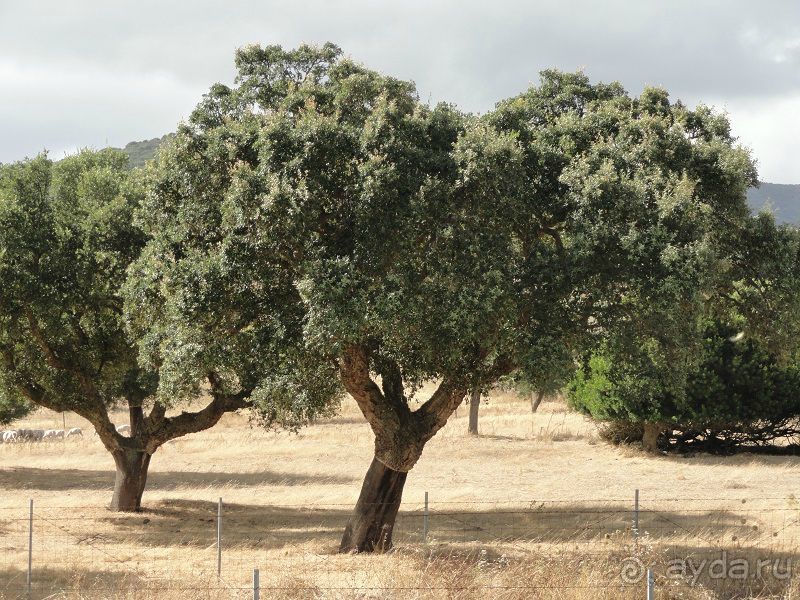 По северу Сардинии
