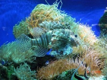 Монте Карло: красиво жить не запретишь!