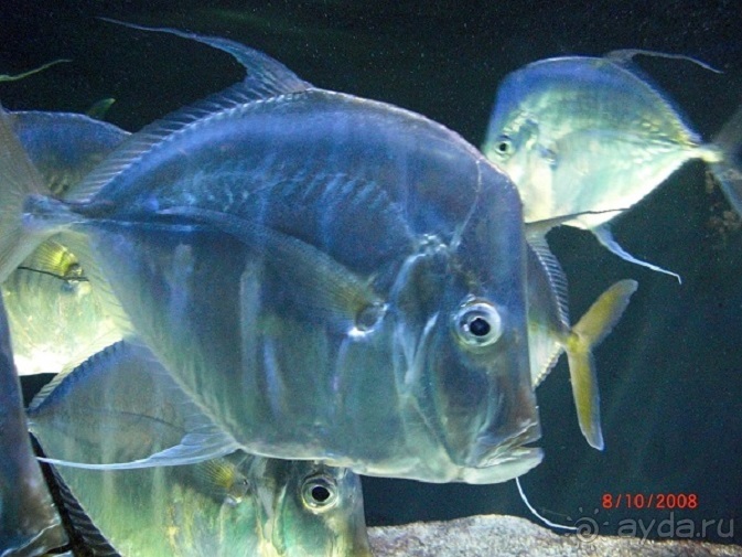 Монте Карло: красиво жить не запретишь!