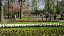 Парк цветов Keukenhof