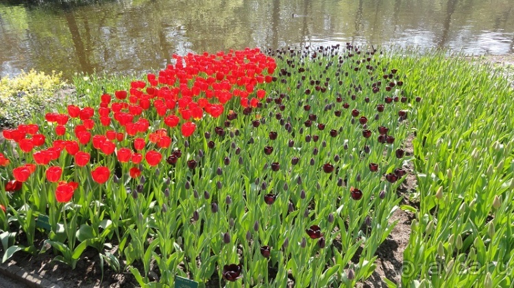 Парк цветов Keukenhof