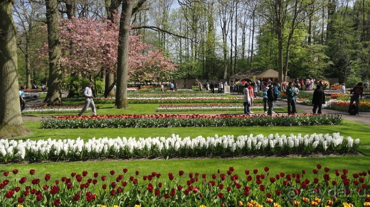 Парк цветов Keukenhof