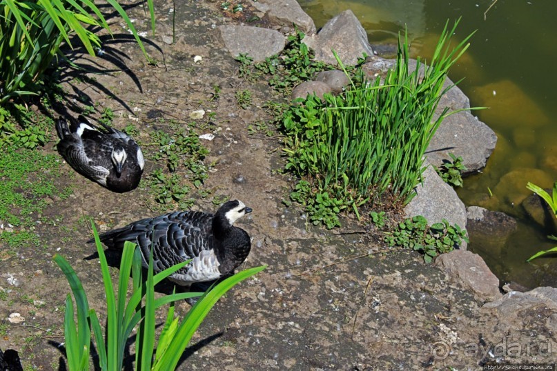 фото Миргорода