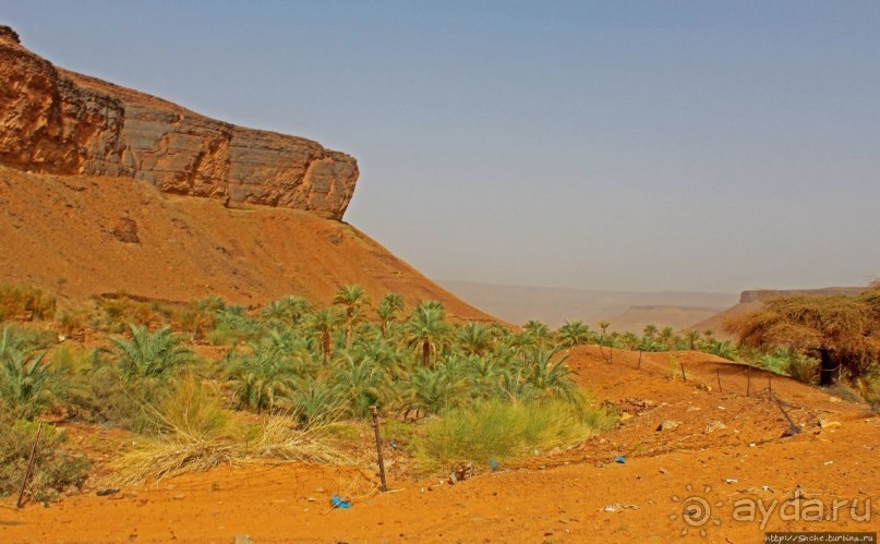 Альбом отзыва "Счастье жить возле оазиса"