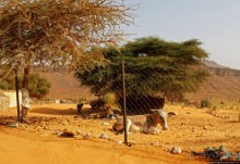 Альбом отзыва "Счастье жить возле оазиса"