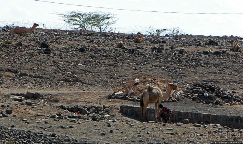 Дикиль — пустынная Пальмира Джибути