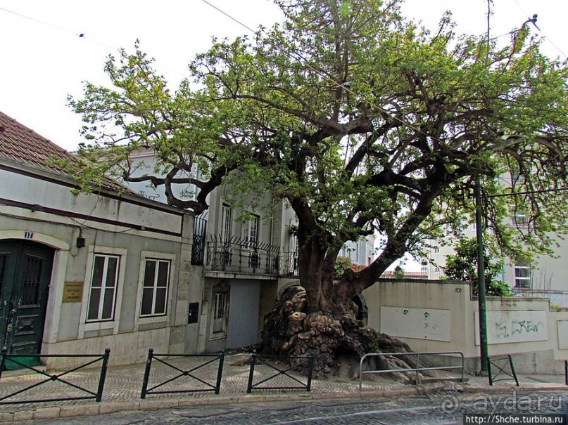 По узким улочкам арабского района Лиссабона "Алфама"